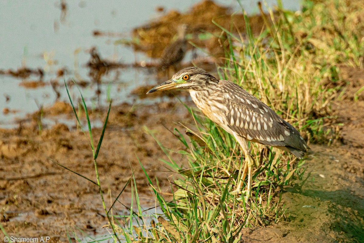Black-crowned Night Heron - ML628586573
