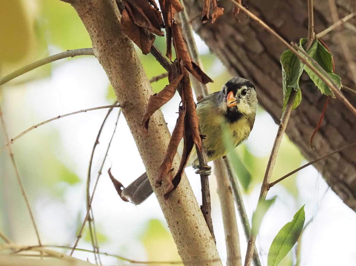 Gray-headed Parrotbill - ML628586605