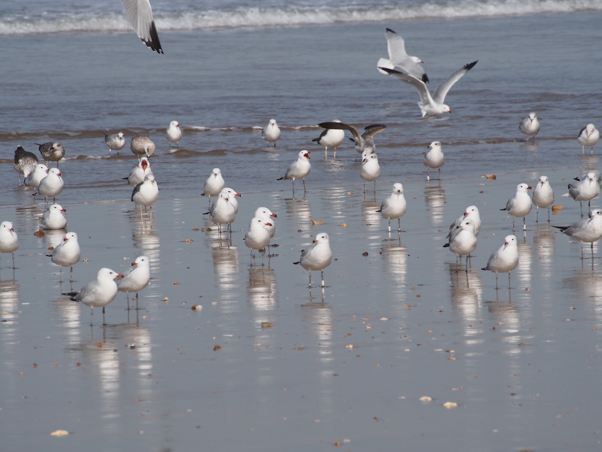Audouin's Gull - ML628586612