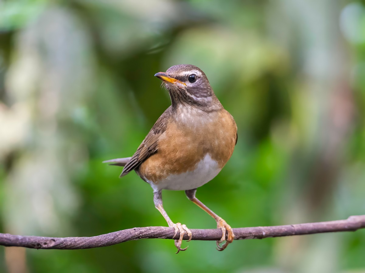 Eyebrowed Thrush - Michael Sanders