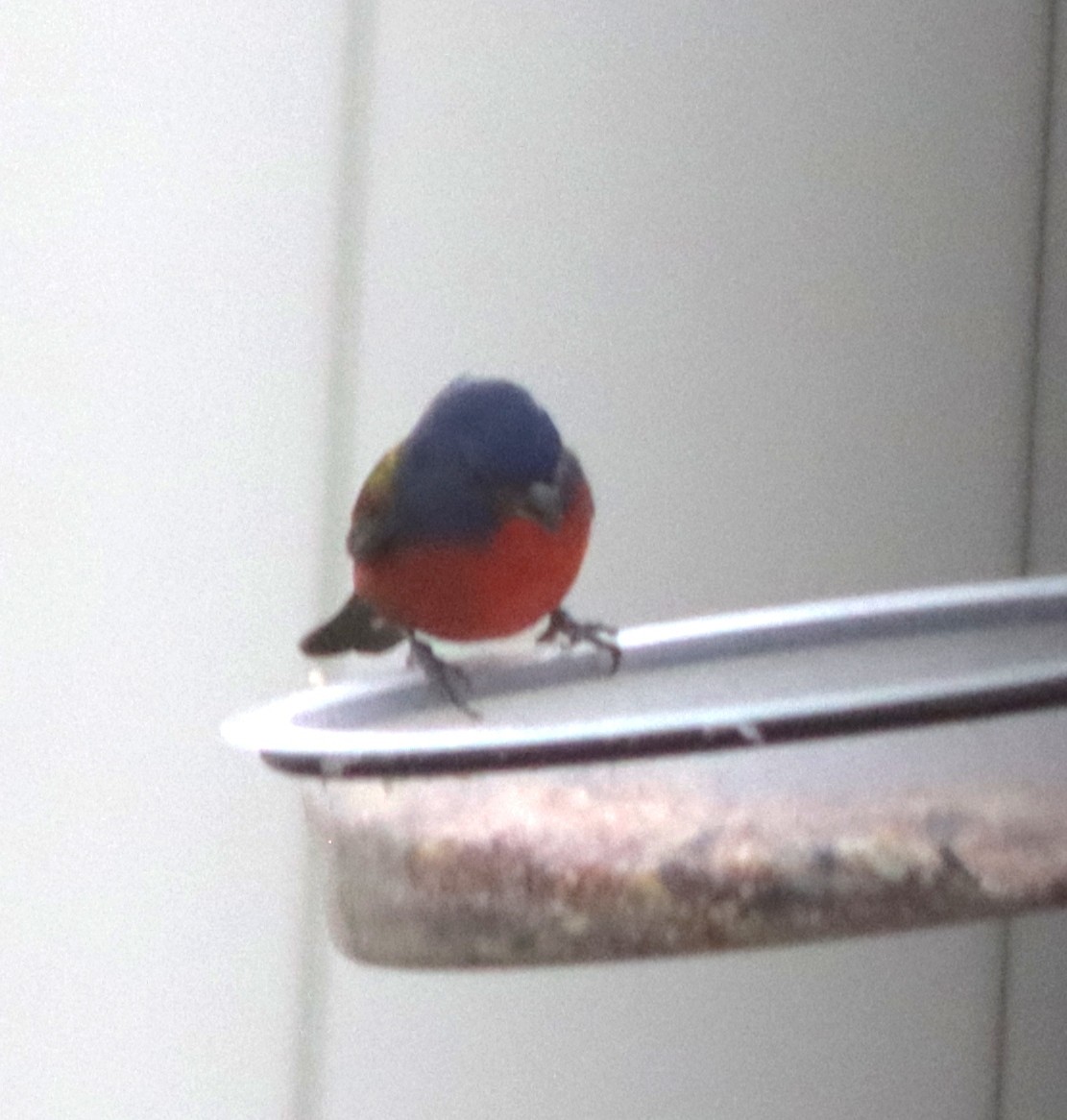 Painted Bunting - ML628586625