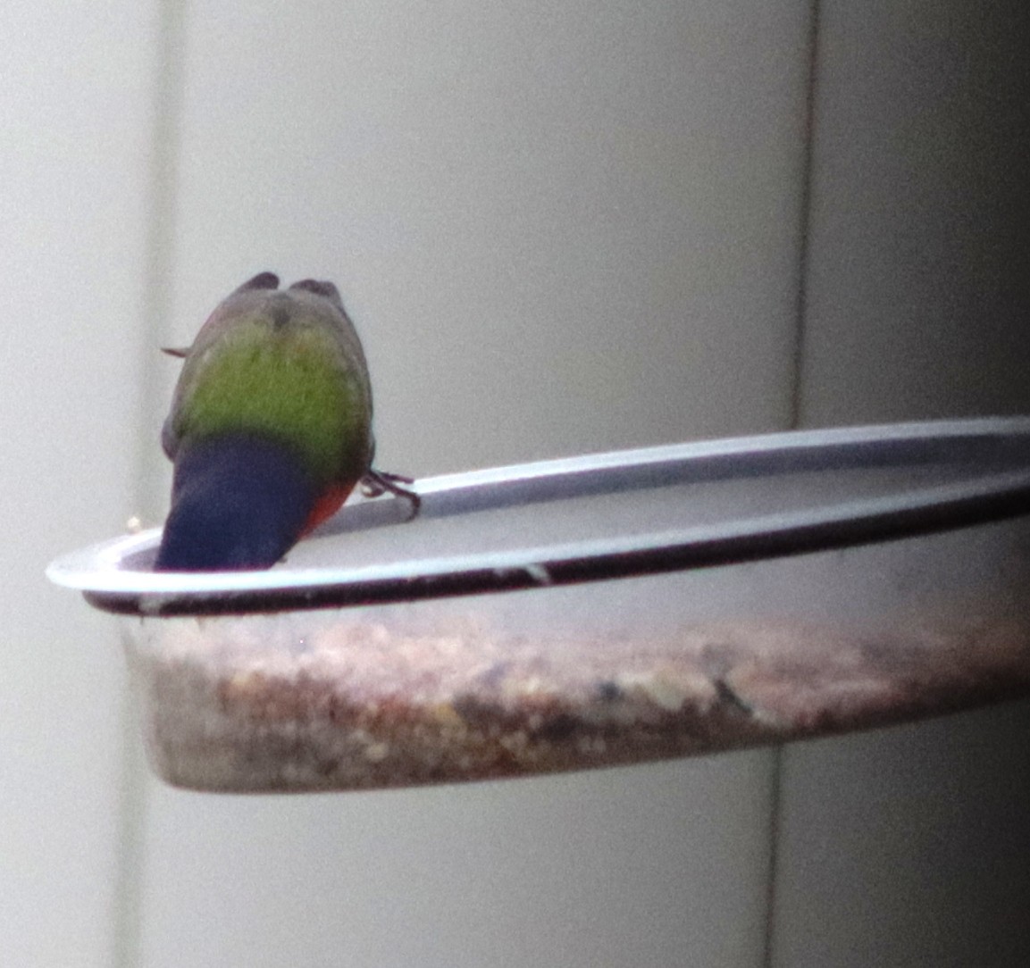 Painted Bunting - ML628586626