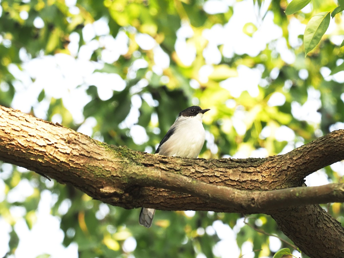 Black-headed Sibia - ML628586628