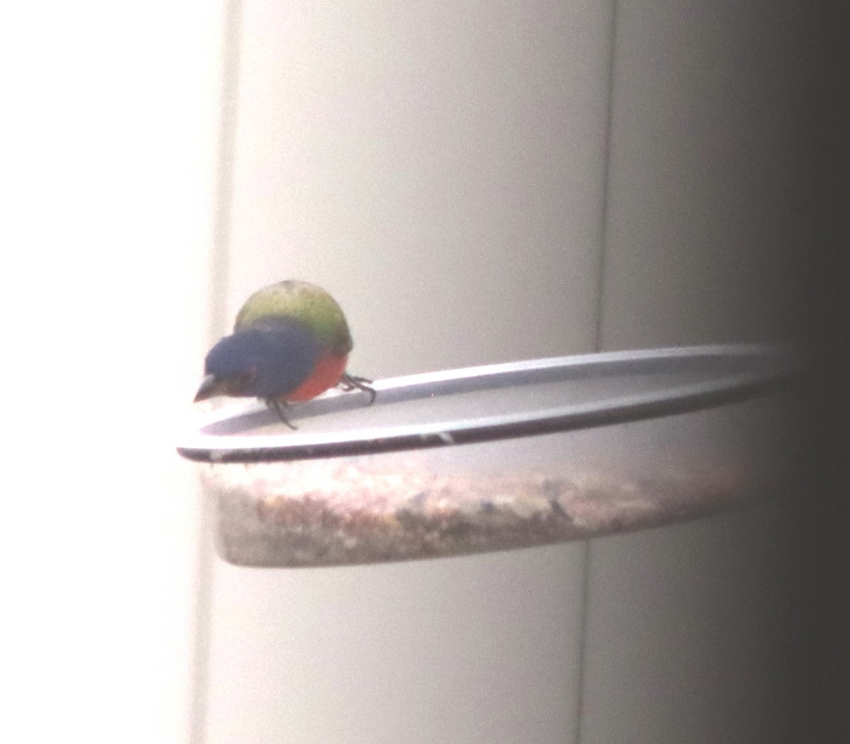 Painted Bunting - ML628586650