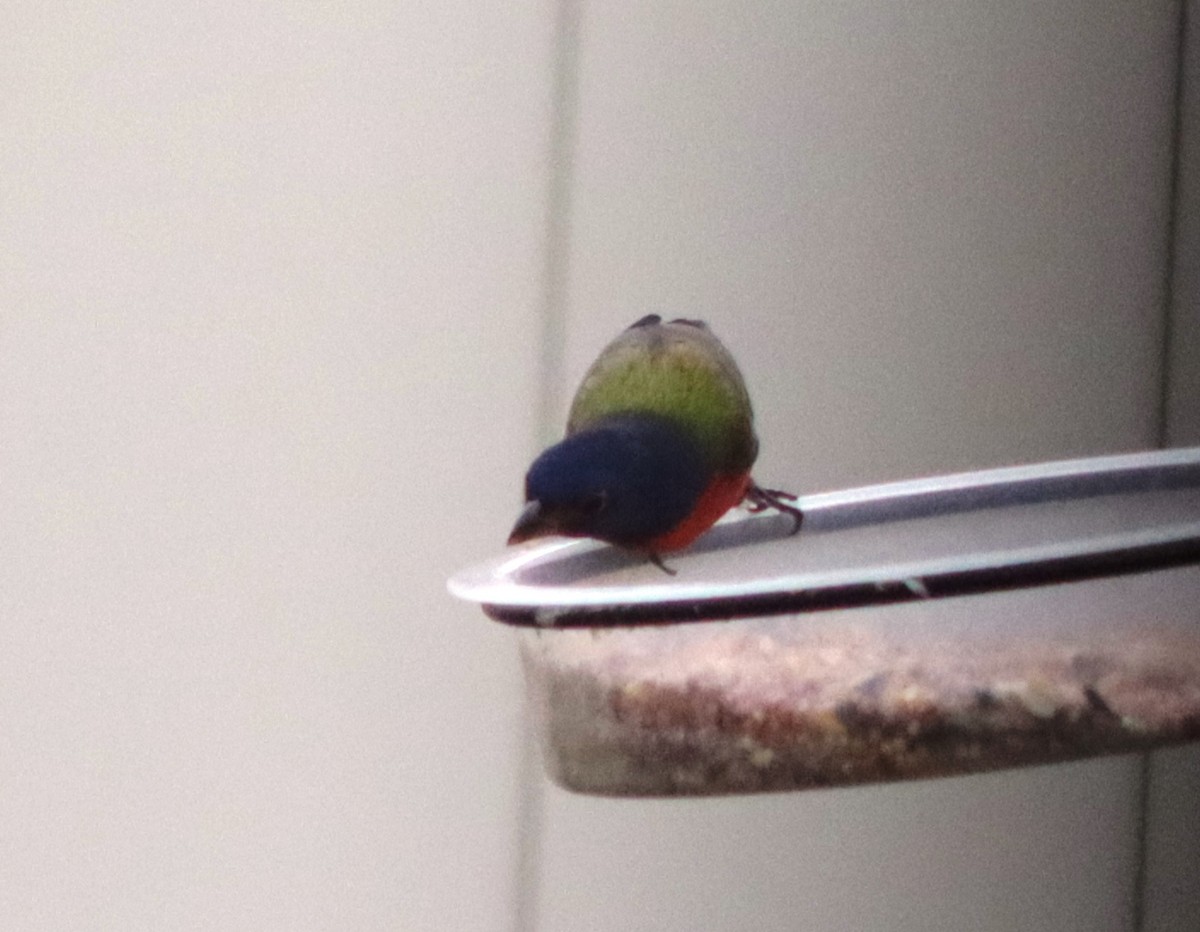 Painted Bunting - ML628586652