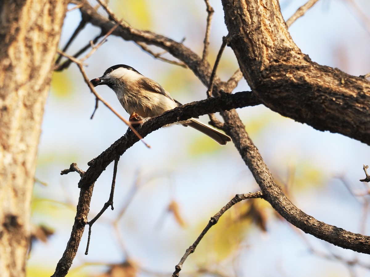 Marsh Tit - ML628586671
