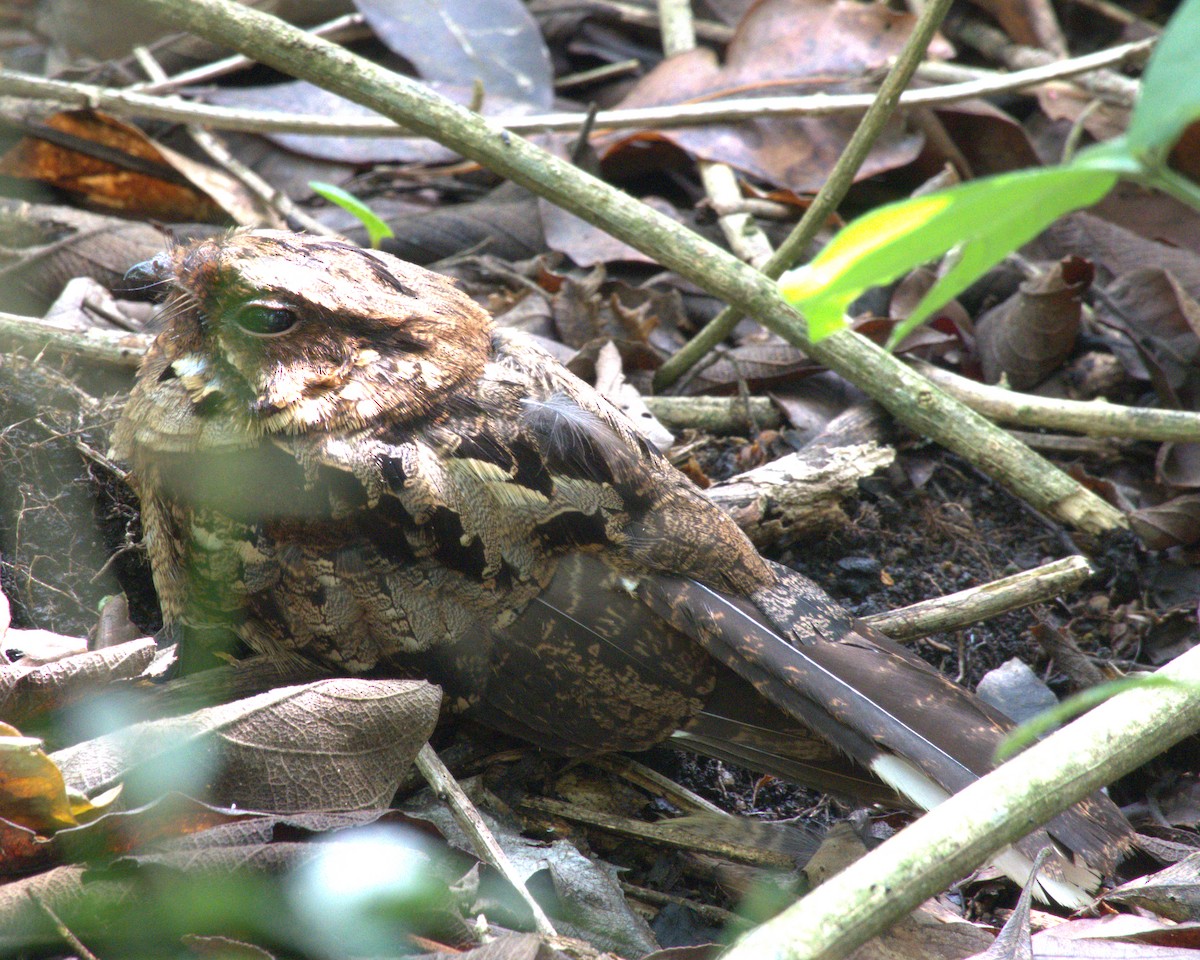 Fiery-necked Nightjar (Black-shouldered) - ML628586692