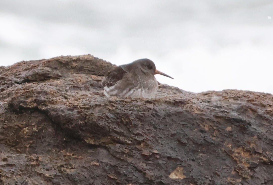 Purple Sandpiper - ML628586809