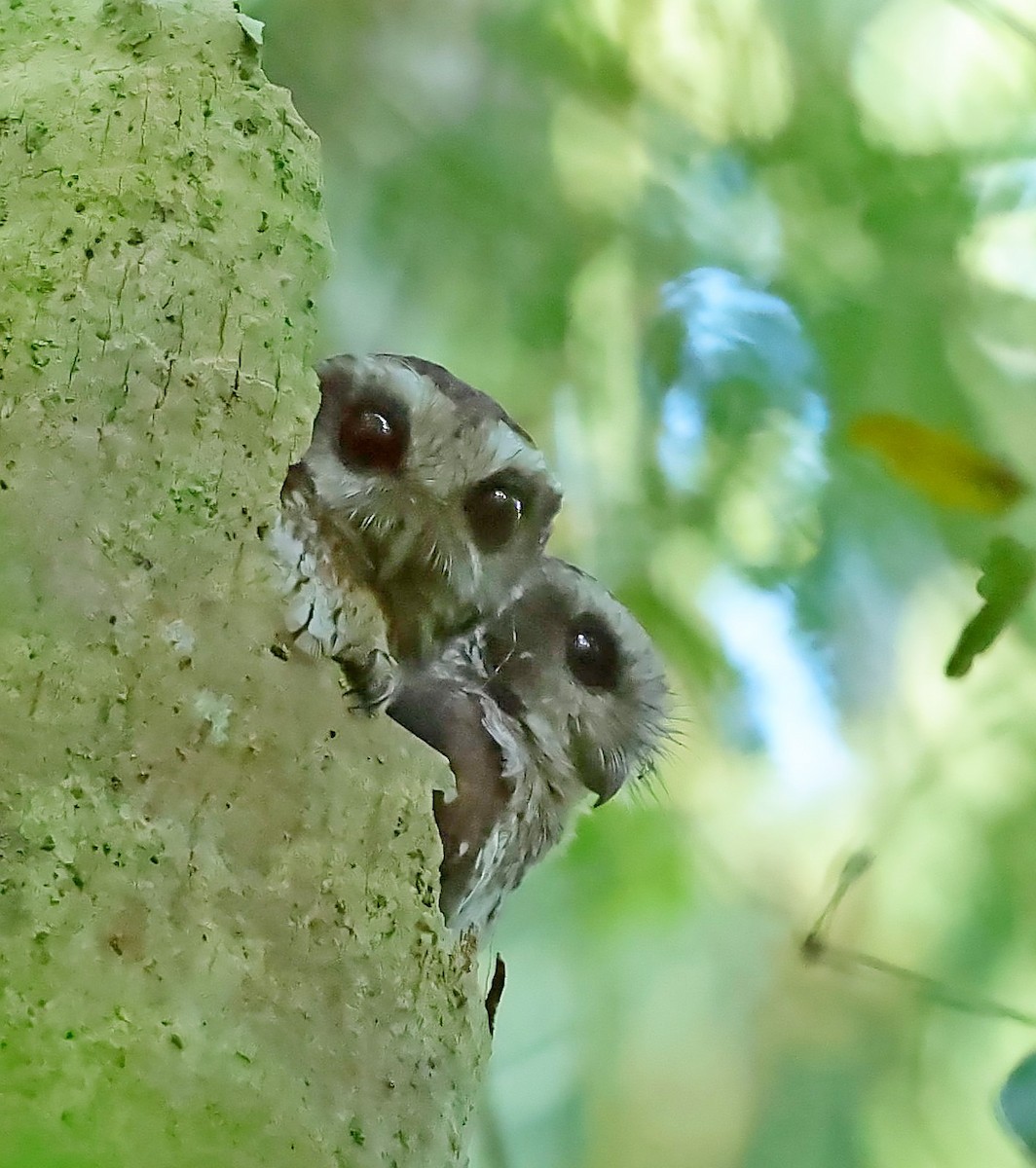 Bare-legged Owl - ML628586841