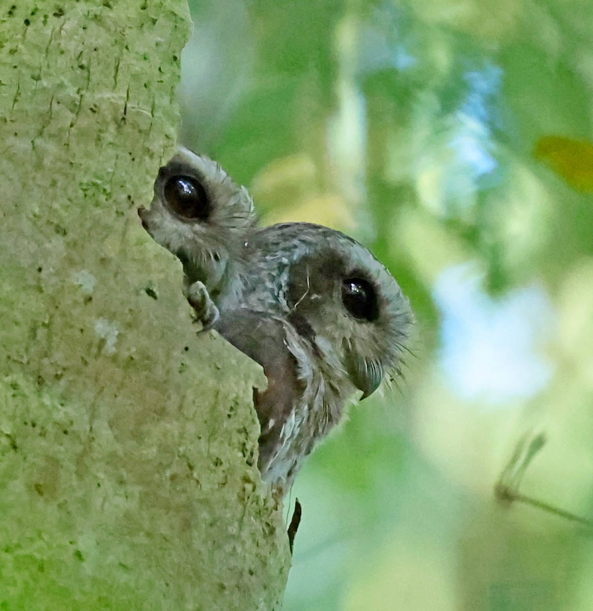 Bare-legged Owl - ML628586842