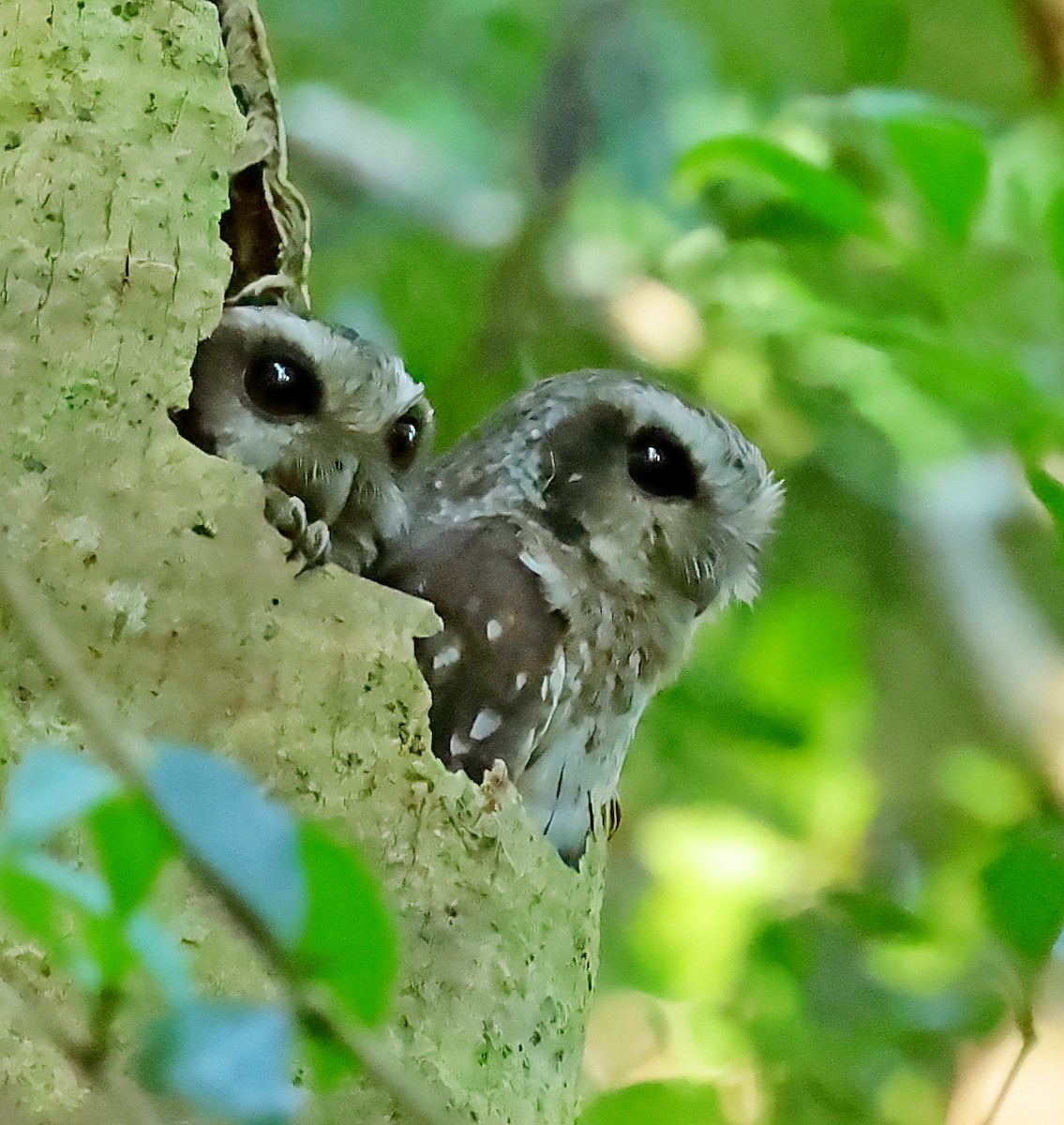 Bare-legged Owl - ML628586843