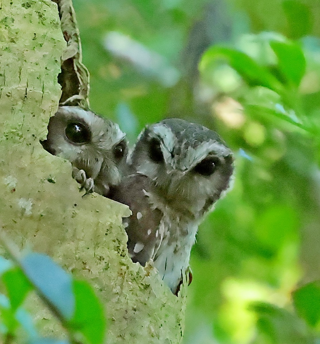 Bare-legged Owl - ML628586844