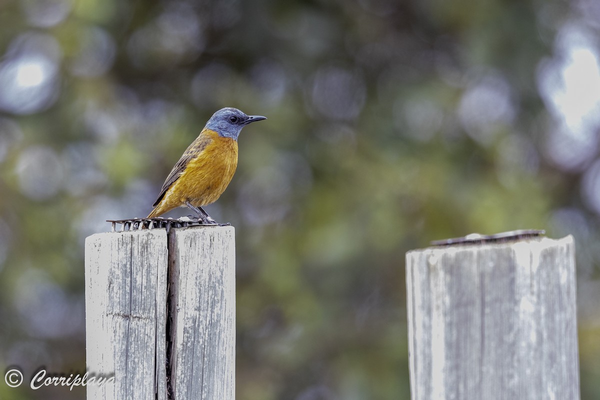 Cape Rock-Thrush - ML628586889