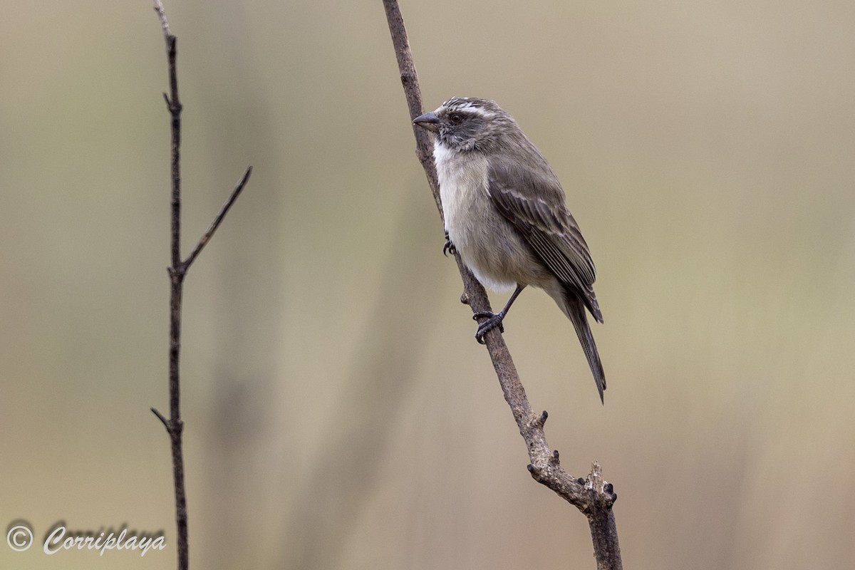 Streaky-headed Seedeater - ML628586891