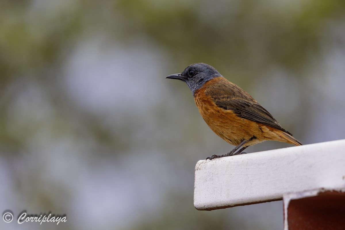 Cape Rock-Thrush - ML628586895