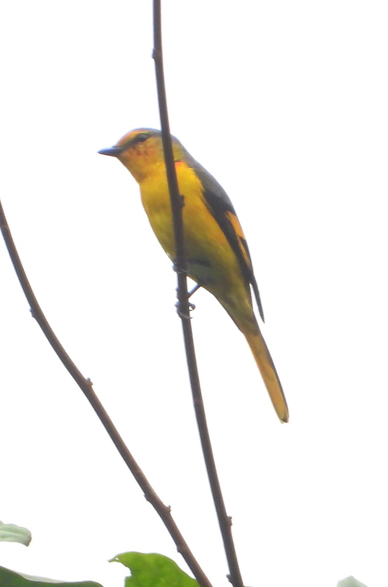 Scarlet Minivet - ML628586911