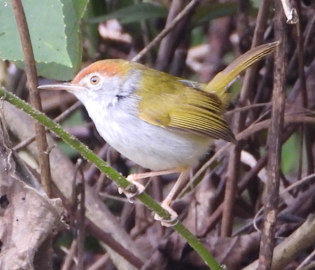 Common Tailorbird - ML628586932
