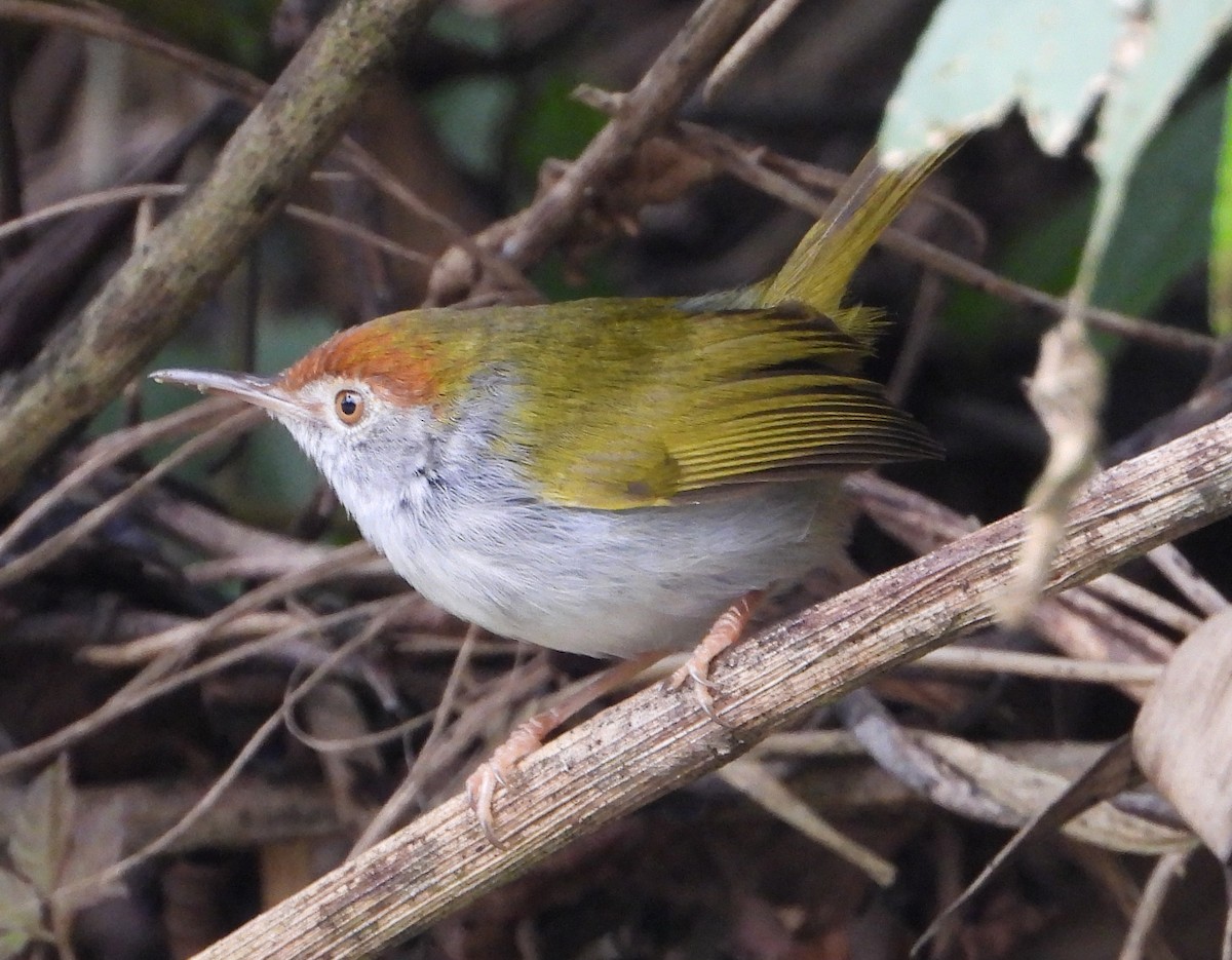 Common Tailorbird - ML628586933