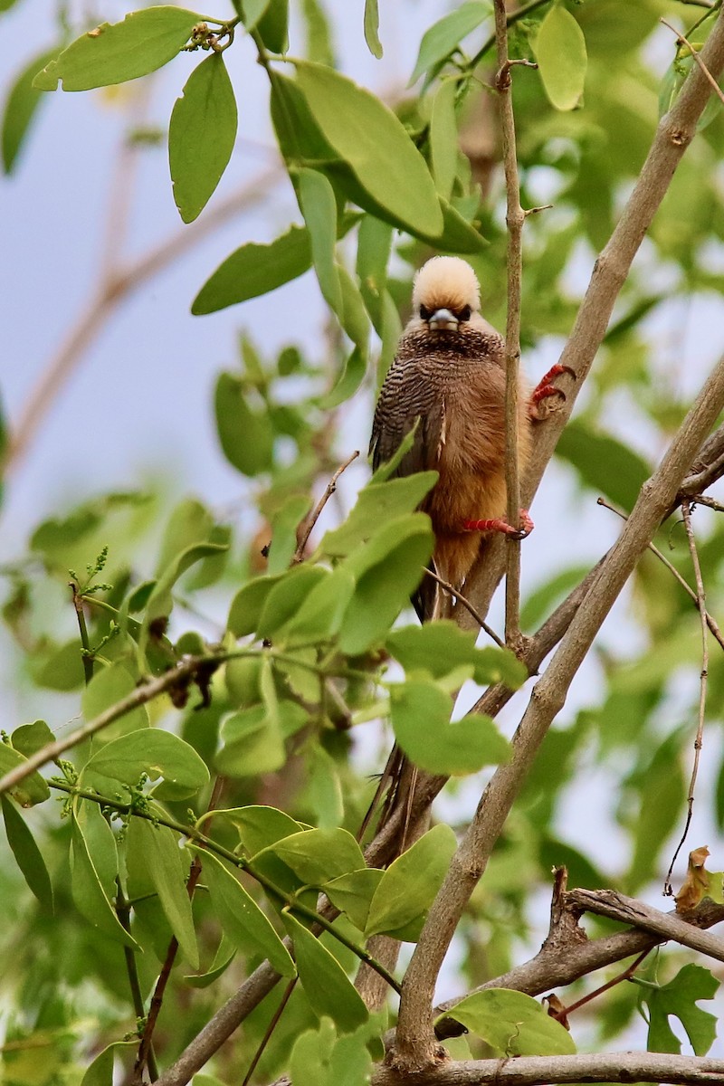 Weißkopf-Mausvogel - ML628587196