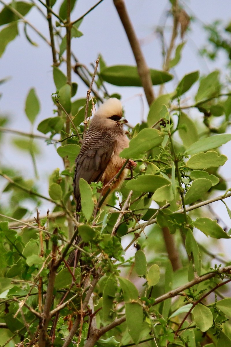 Weißkopf-Mausvogel - ML628587197