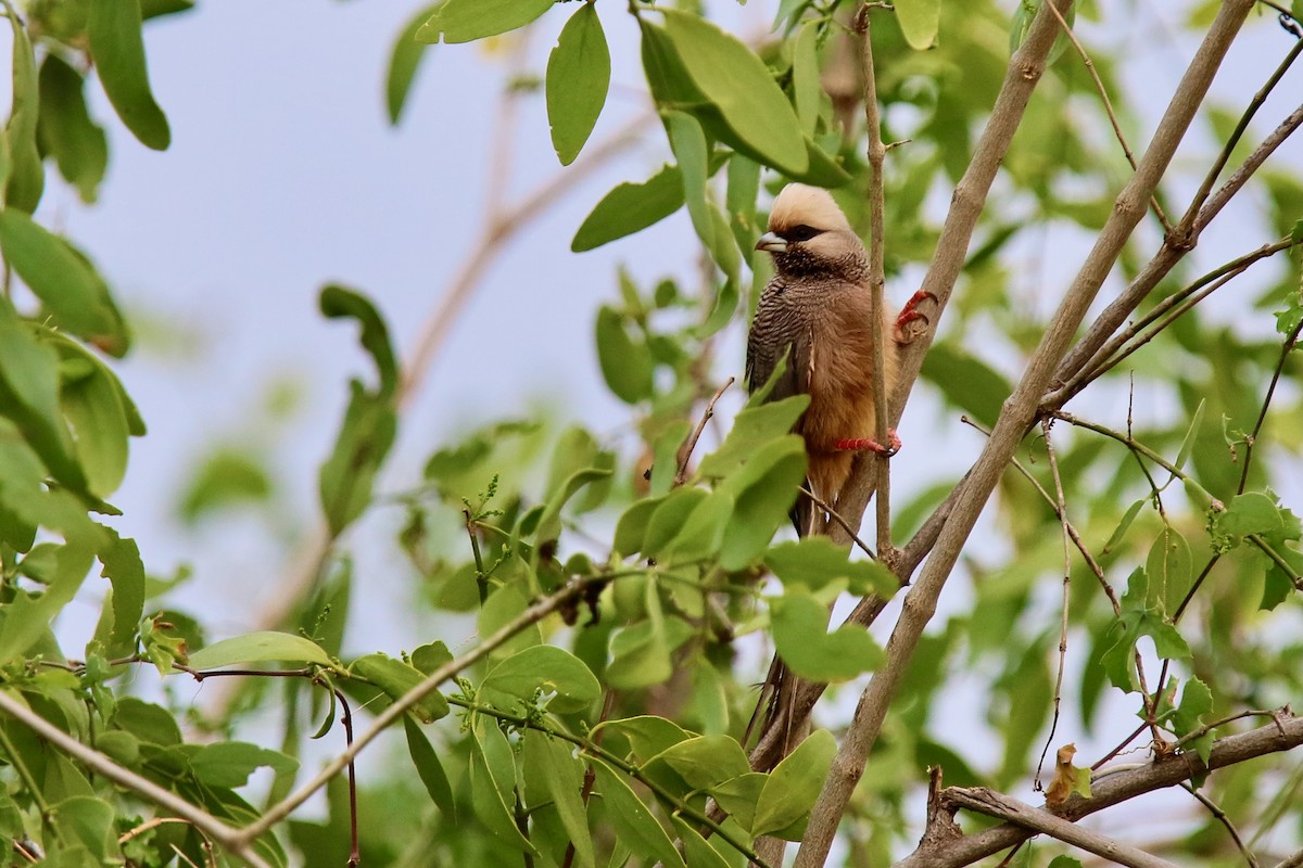 Weißkopf-Mausvogel - ML628587198