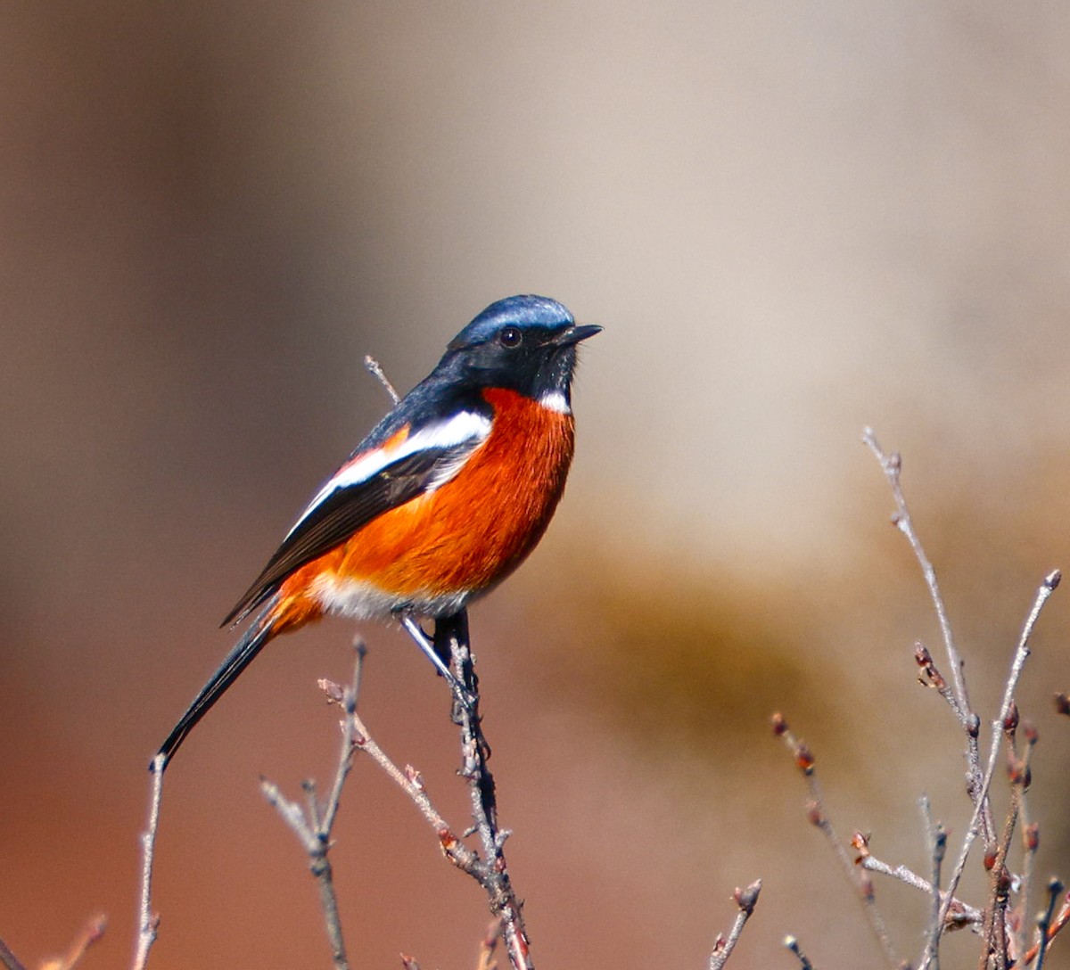White-throated Redstart - ML628587363