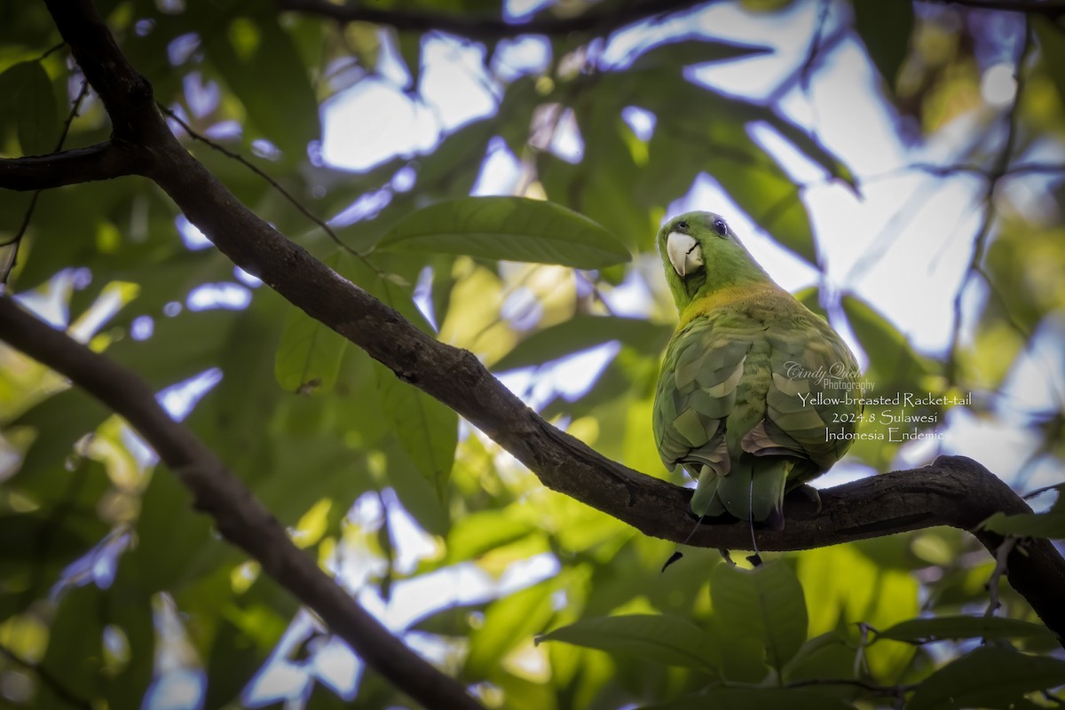 Yellow-breasted Racquet-tail - ML628587457