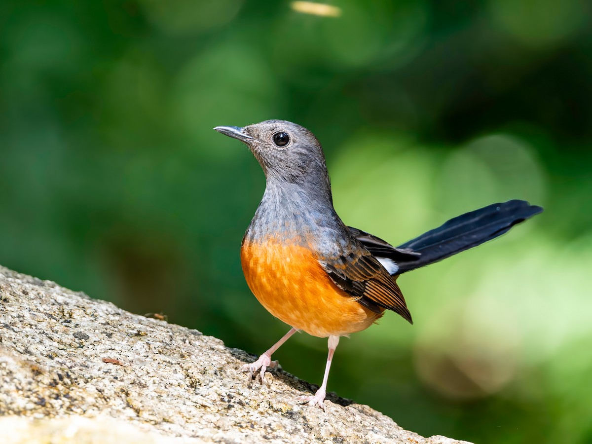 White-rumped Shama - Michael Sanders