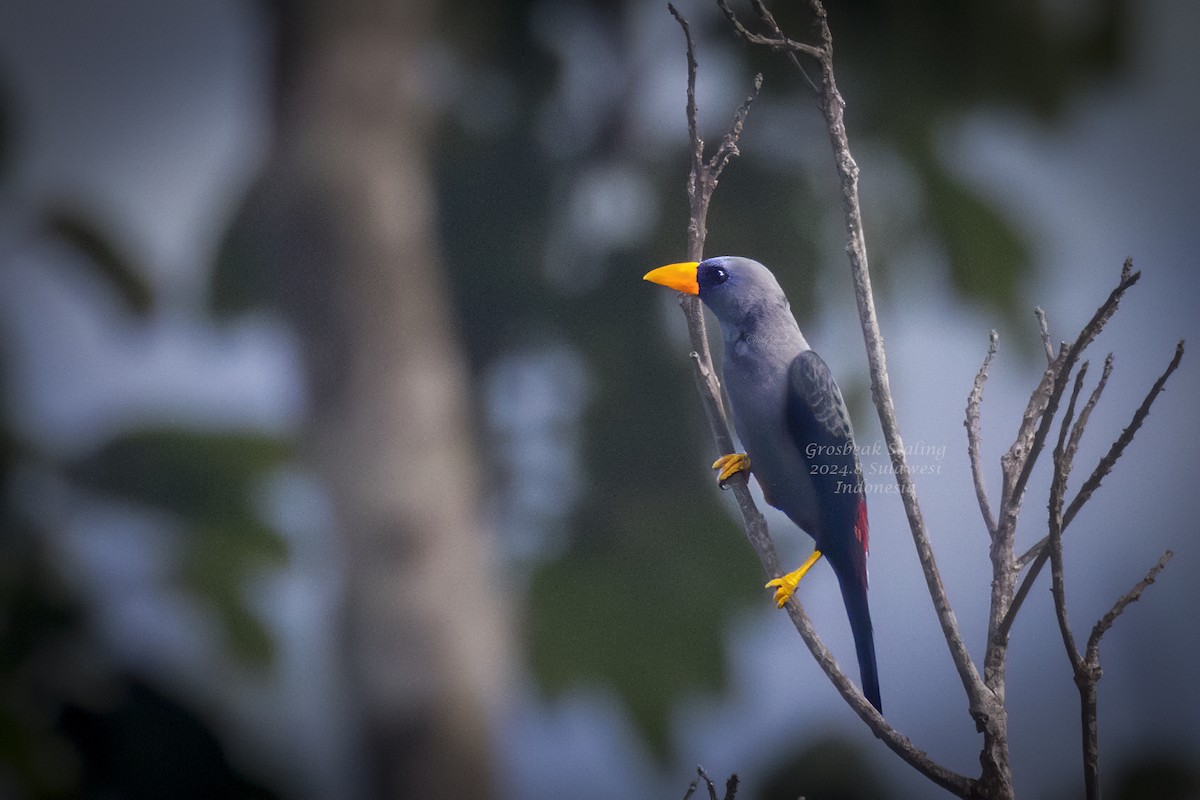 Finch-billed Myna - ML628587512