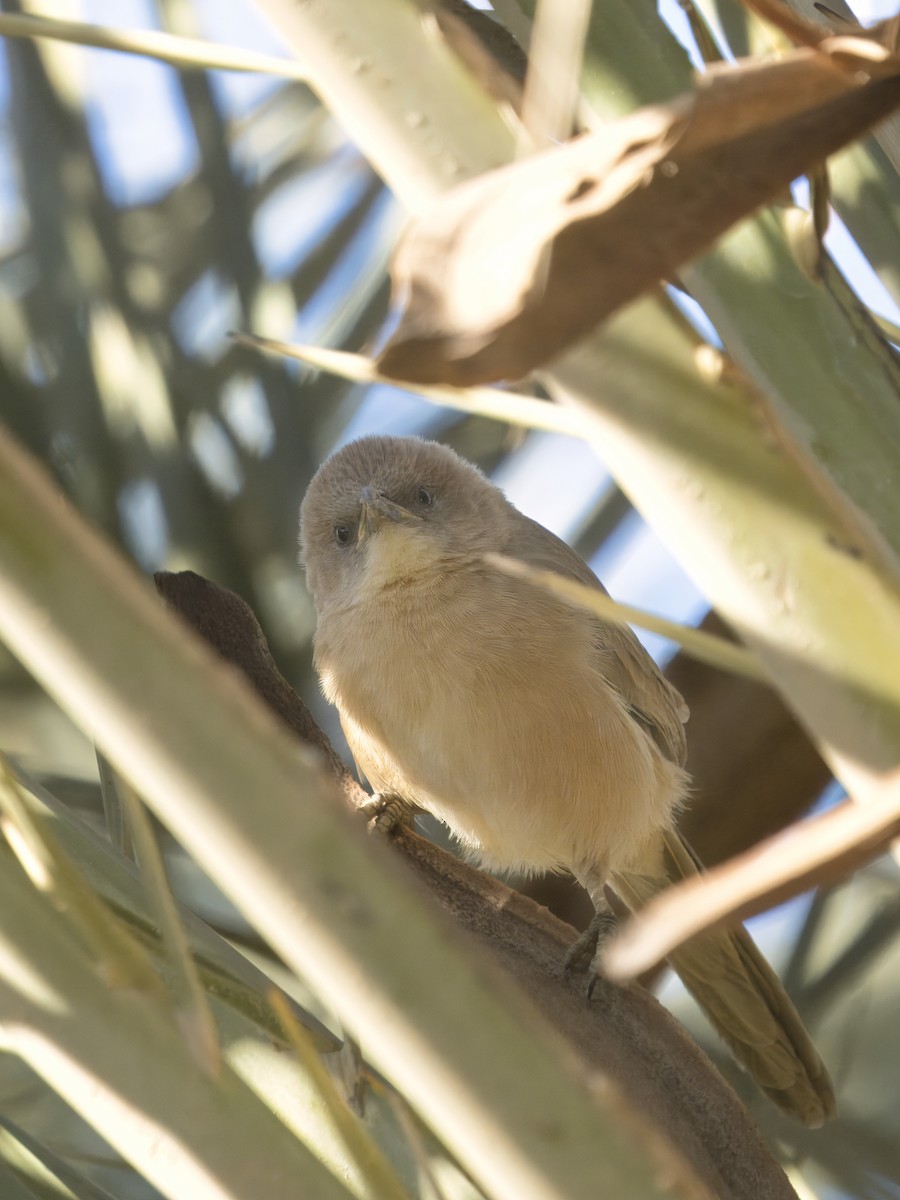 Fulvous Chatterer - ML628587622