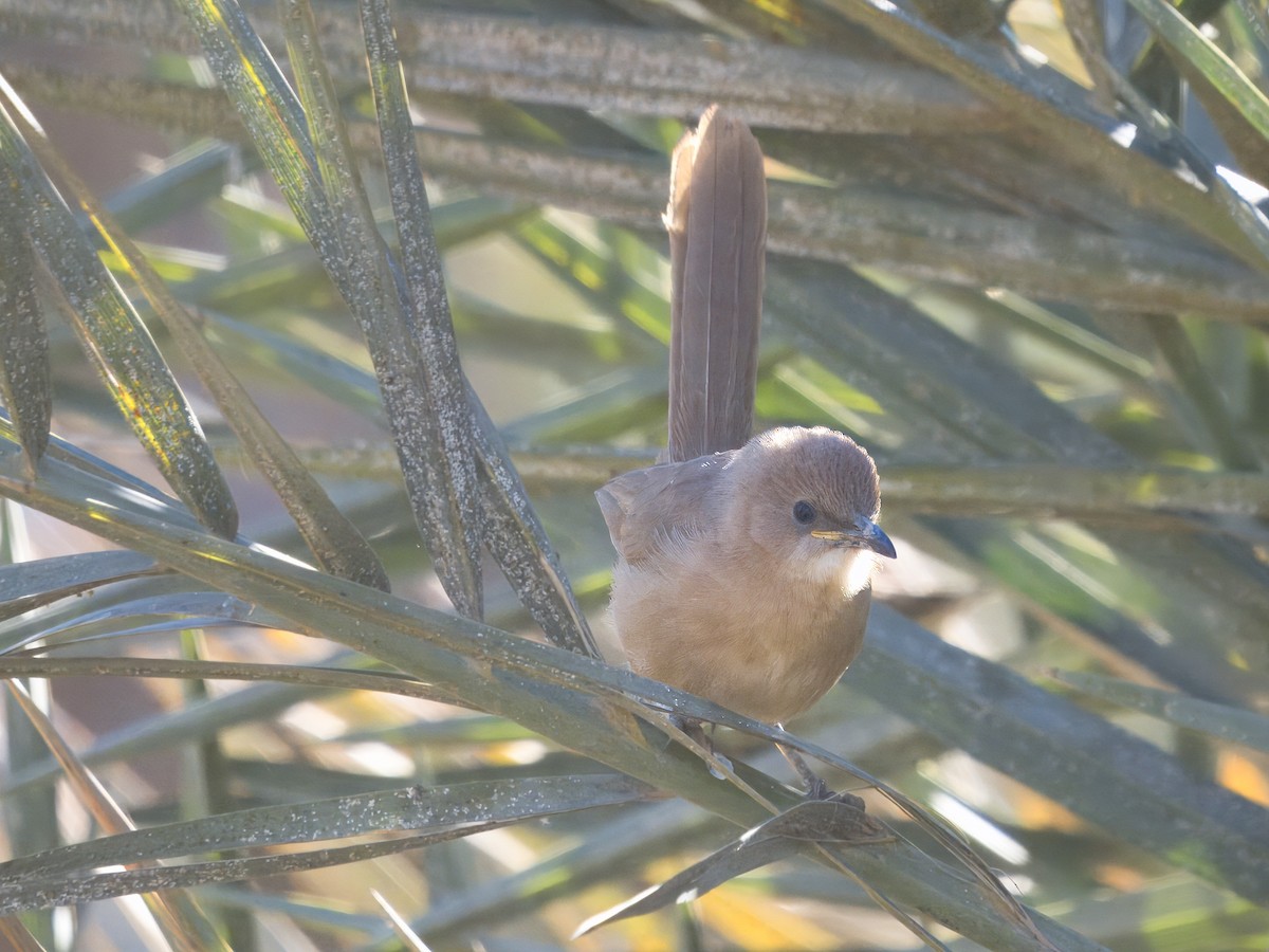 Fulvous Chatterer - ML628587623