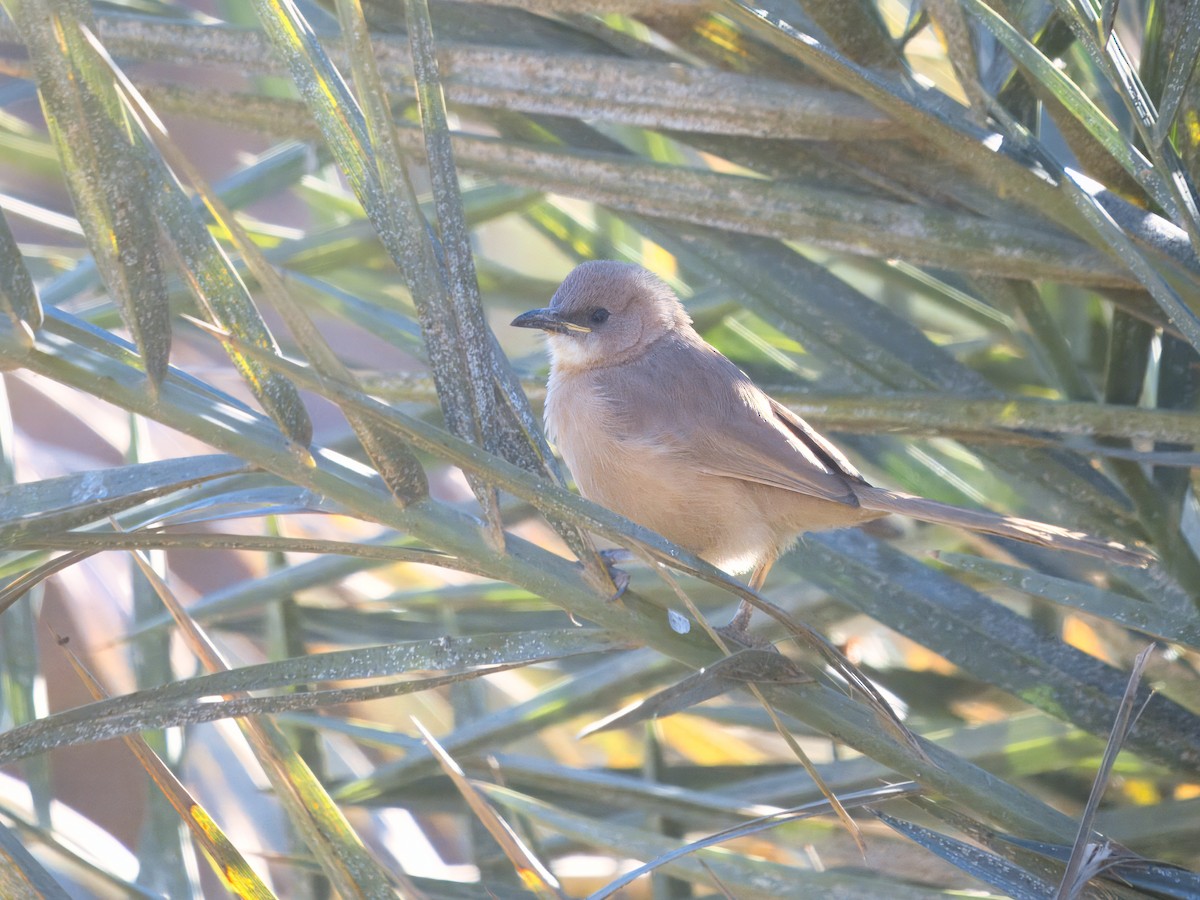 Fulvous Chatterer - ML628587624