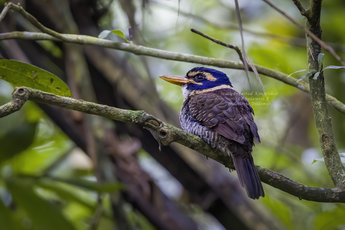 Scaly-breasted Kingfisher - ML628587748