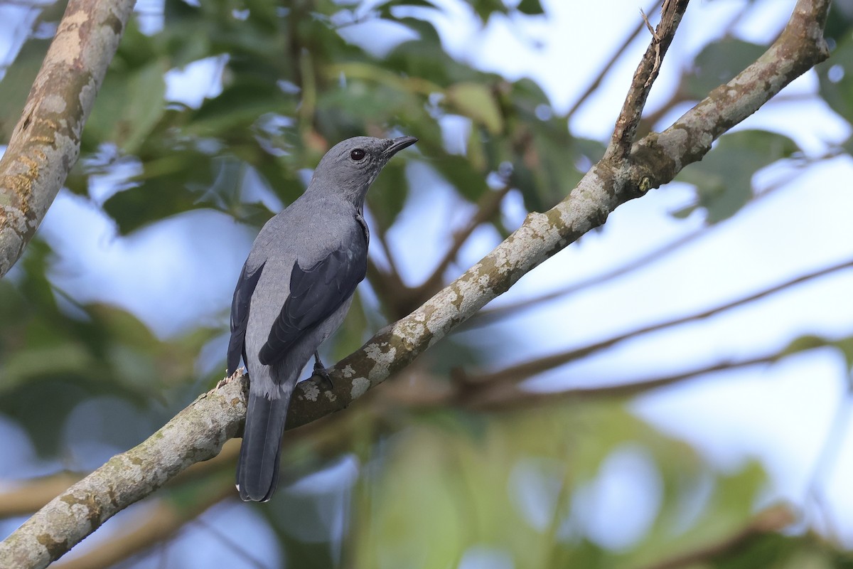 Black-winged Cuckooshrike - ML628587765