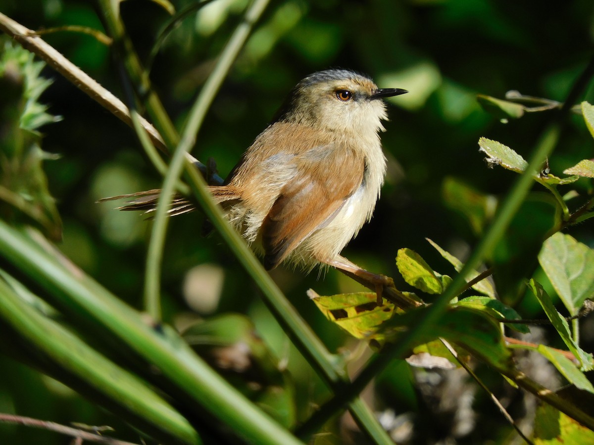 Gray-crowned Prinia - jagdish negi