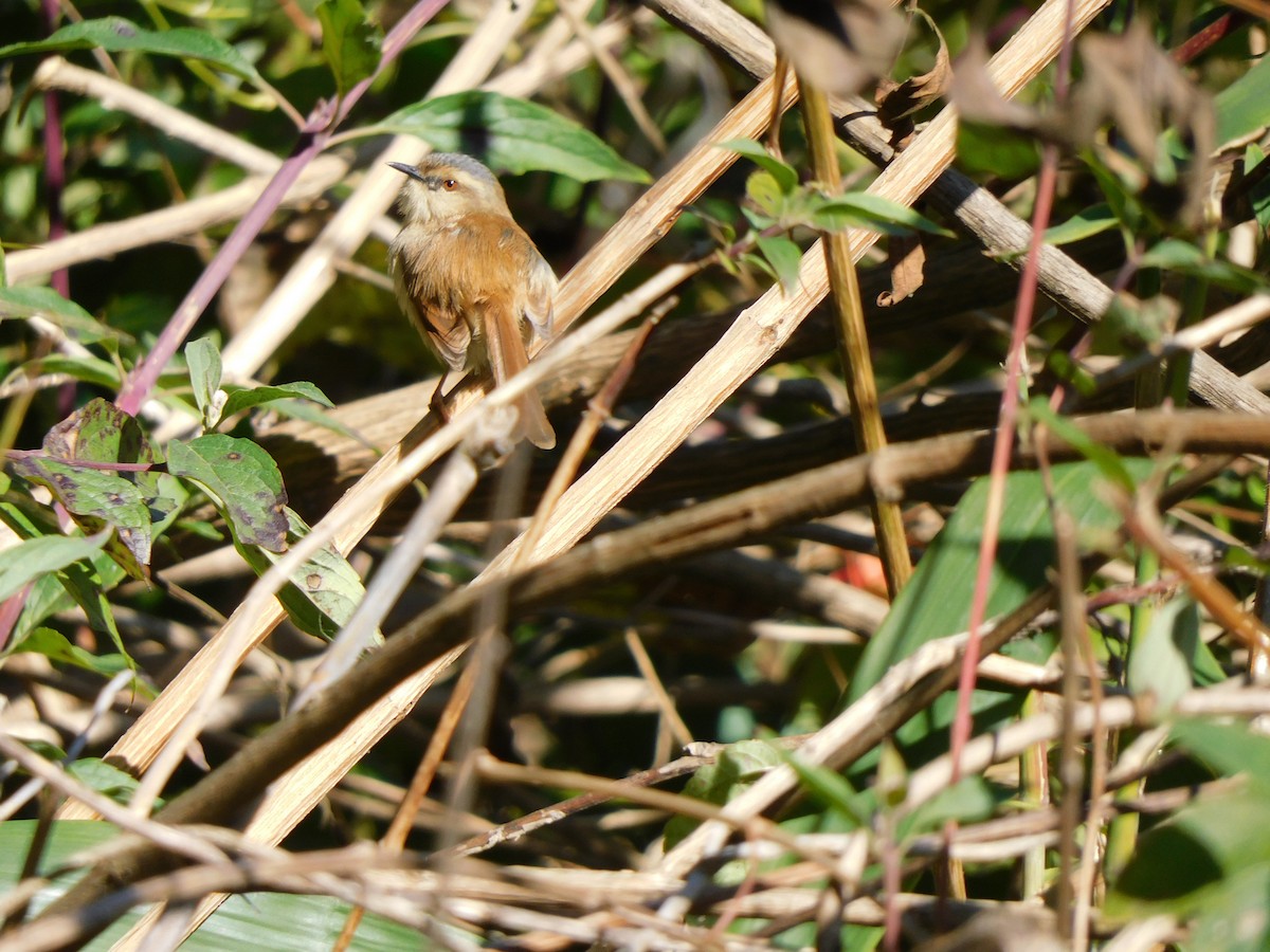 Gray-crowned Prinia - jagdish negi