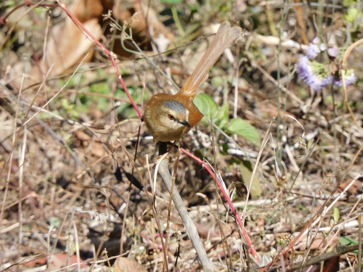 Gray-crowned Prinia - jagdish negi