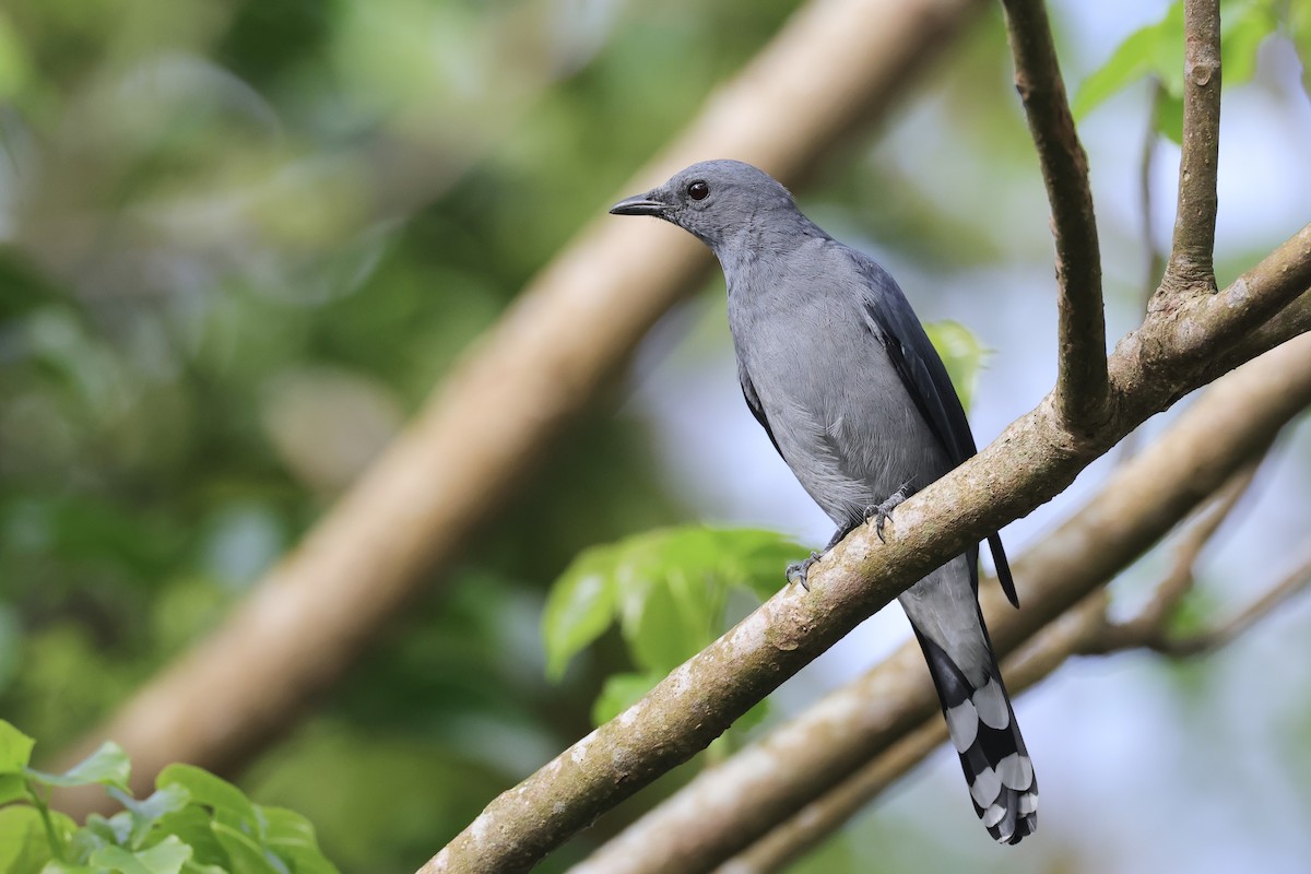 Black-winged Cuckooshrike - ML628587786