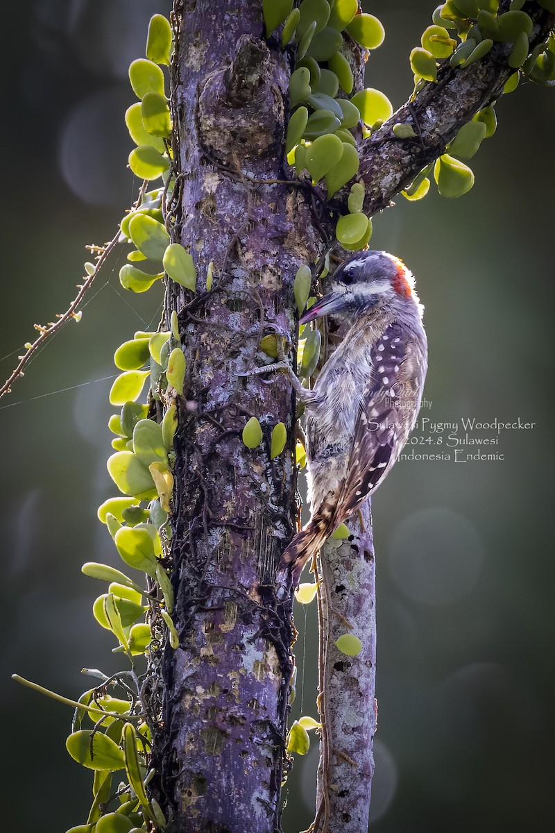 Sulawesi Pygmy Woodpecker - ML628587889
