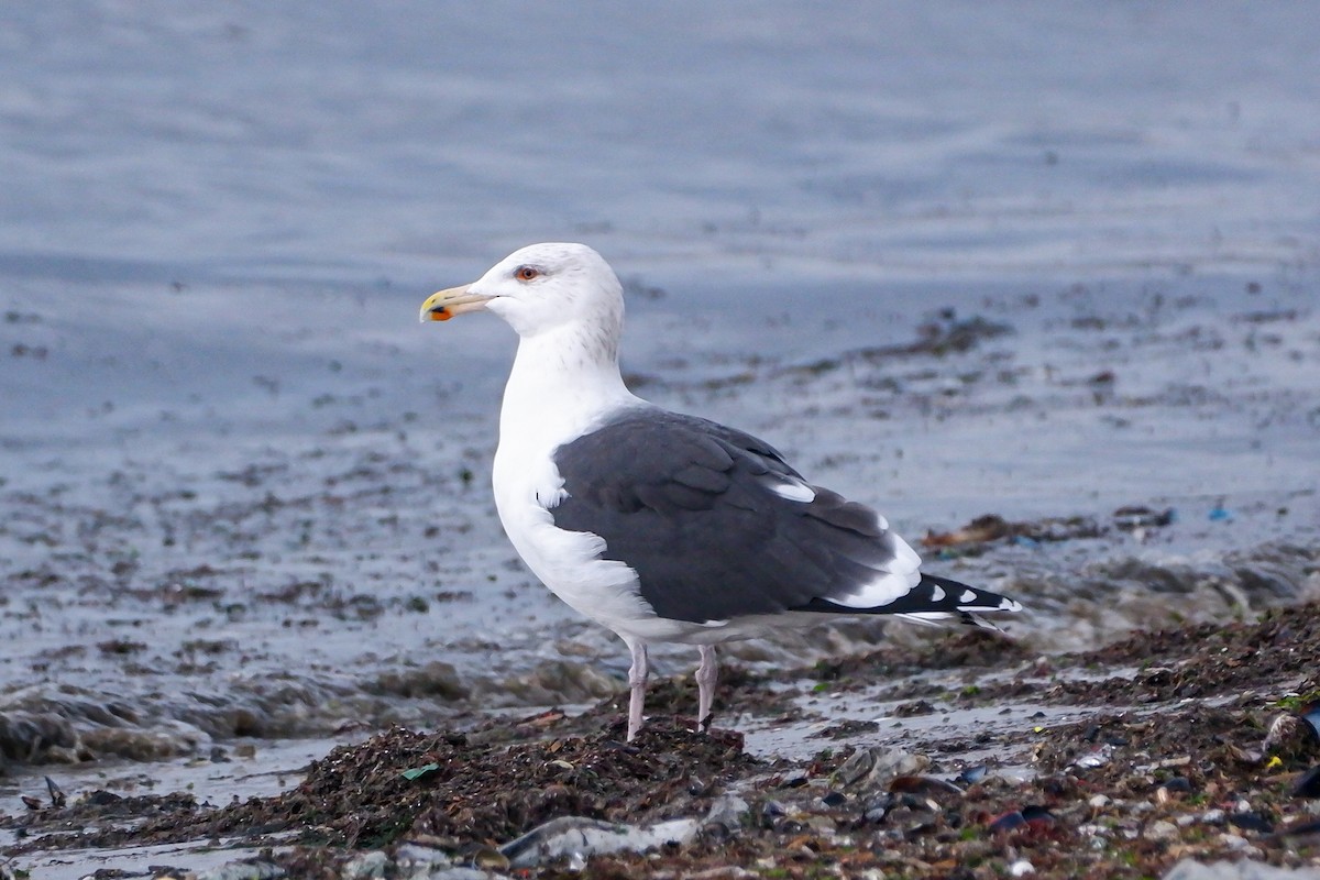 Great Black-backed Gull - ML628588255