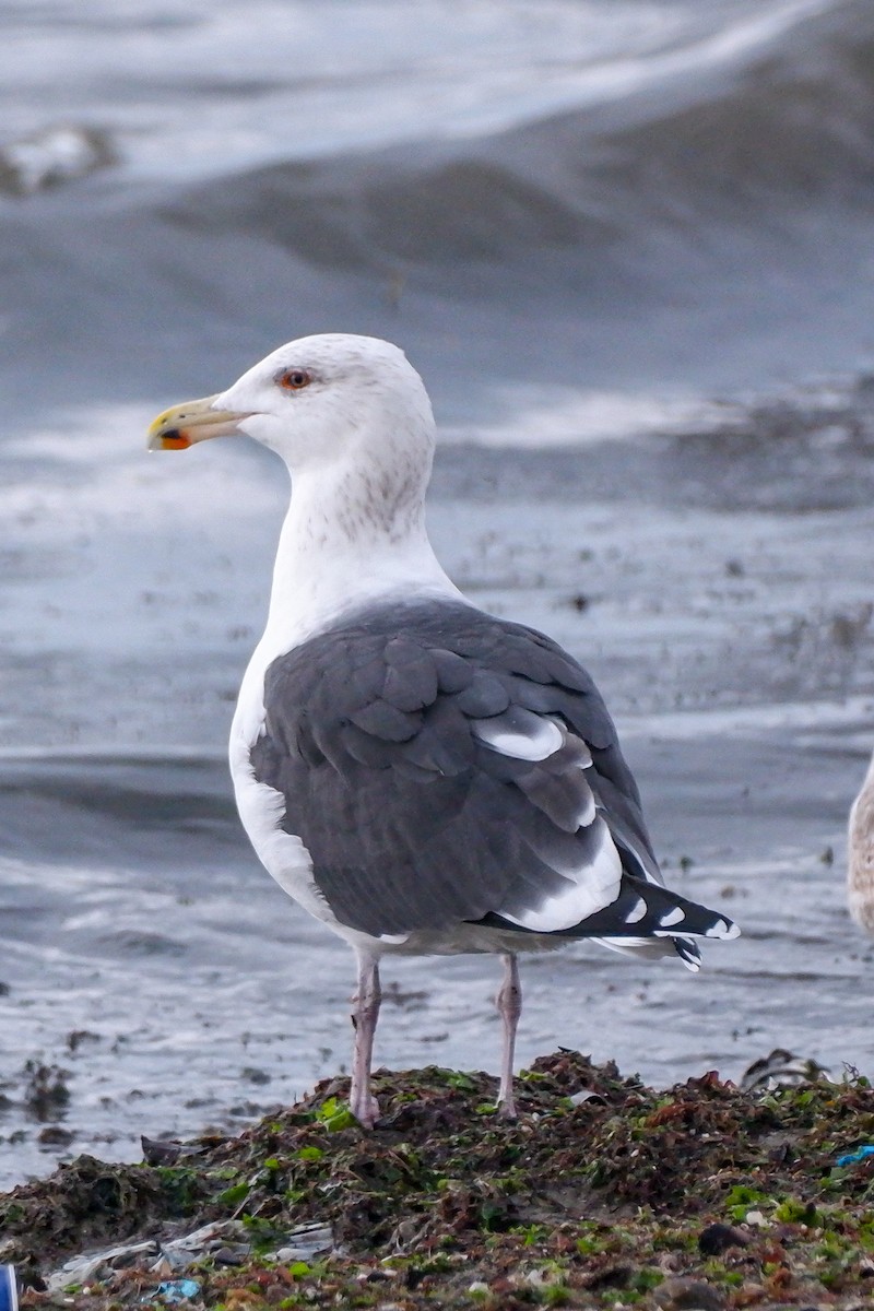 Great Black-backed Gull - ML628588256