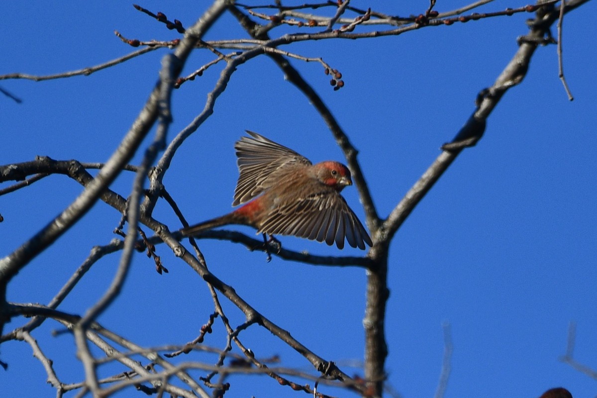 House Finch - ML628588276