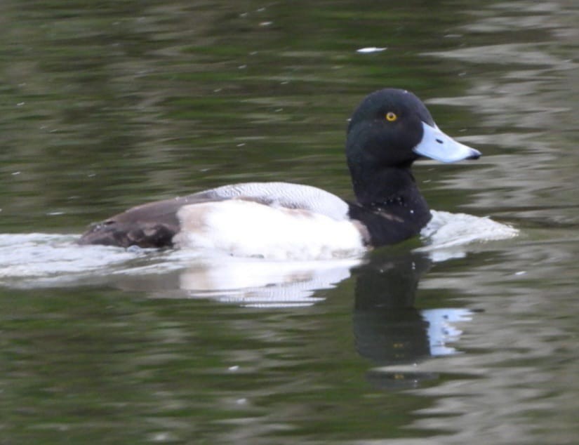 Greater Scaup - ML628588289
