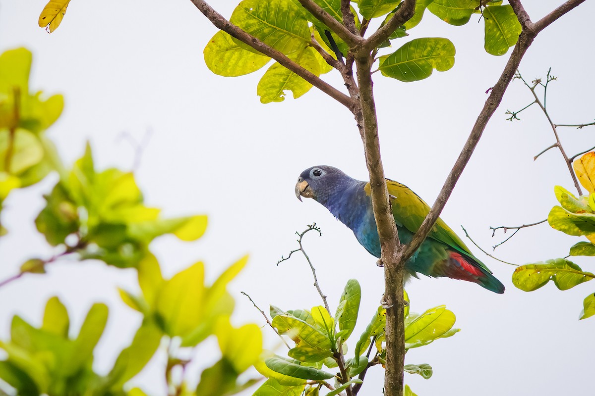 Blue-headed Parrot (Reichenow's) - ML628588435