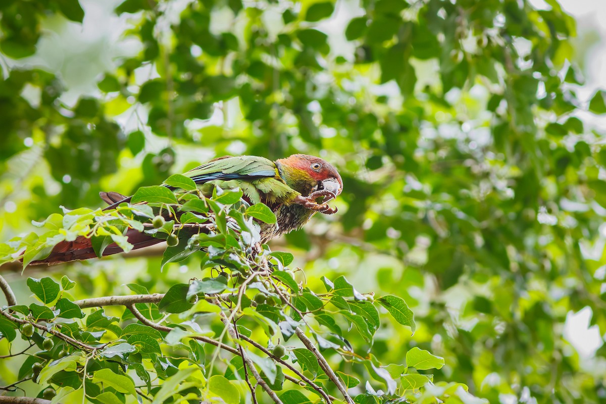 Ochre-marked Parakeet - ML628588440