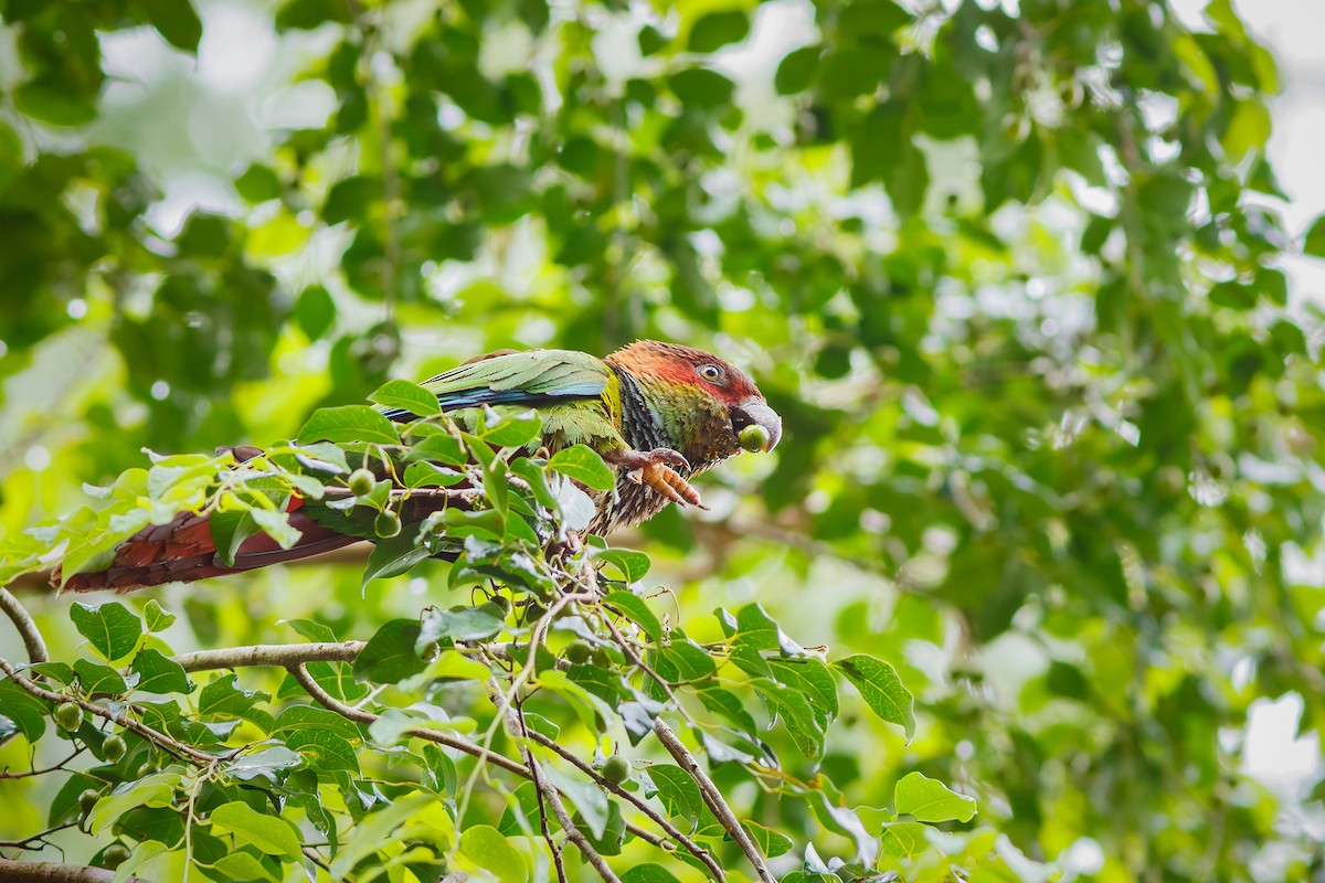 Ochre-marked Parakeet - ML628588441