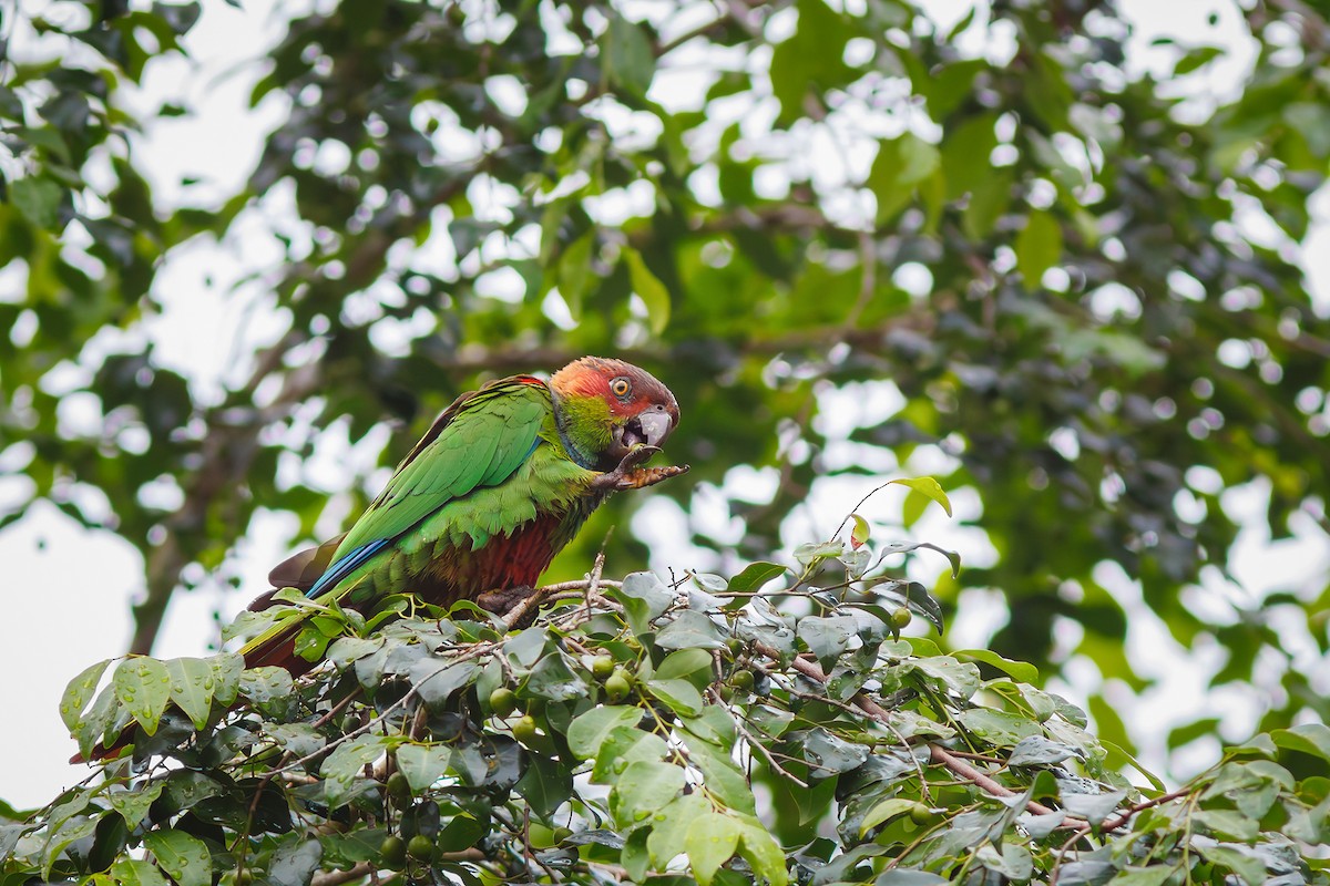 Ochre-marked Parakeet - ML628588442