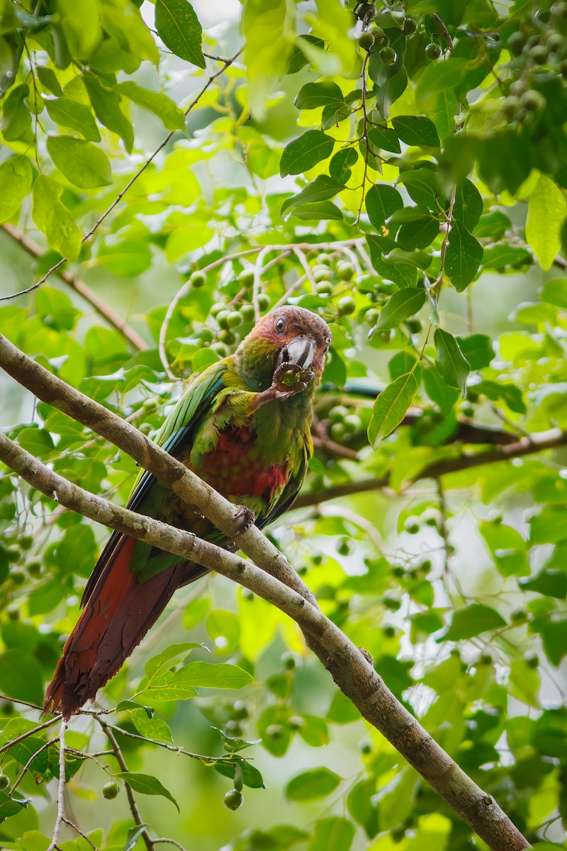 Ochre-marked Parakeet - ML628588443