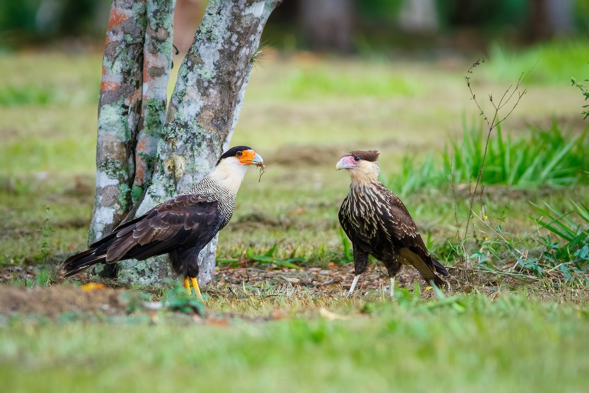 Crested Caracara - ML628588447