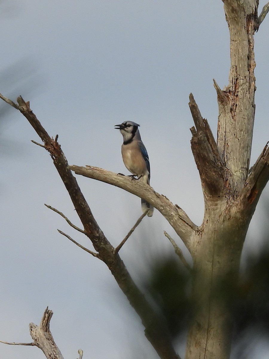 Blue Jay - ML628588508